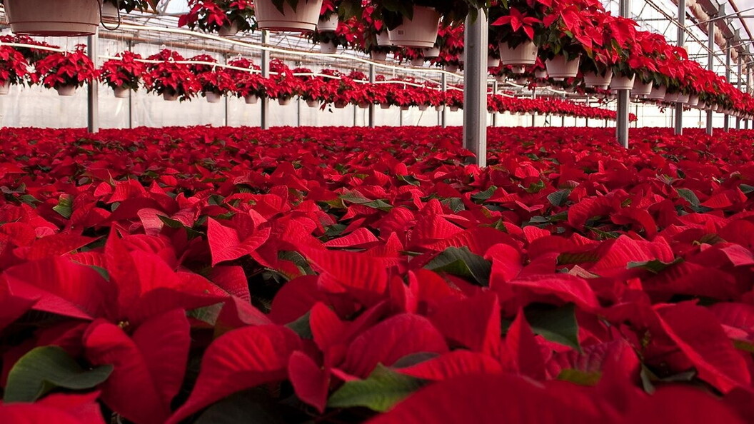 The cyathium, the Poinsettia flower, surrounded by a crown of red bracts.