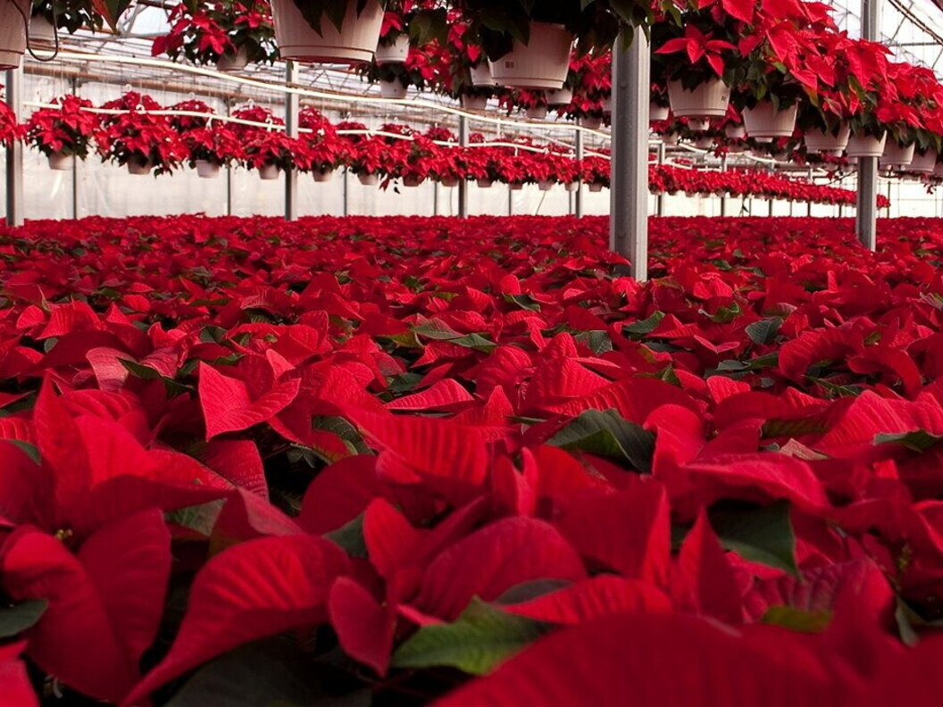 The cyathium, the Poinsettia flower, surrounded by a crown of red bracts.