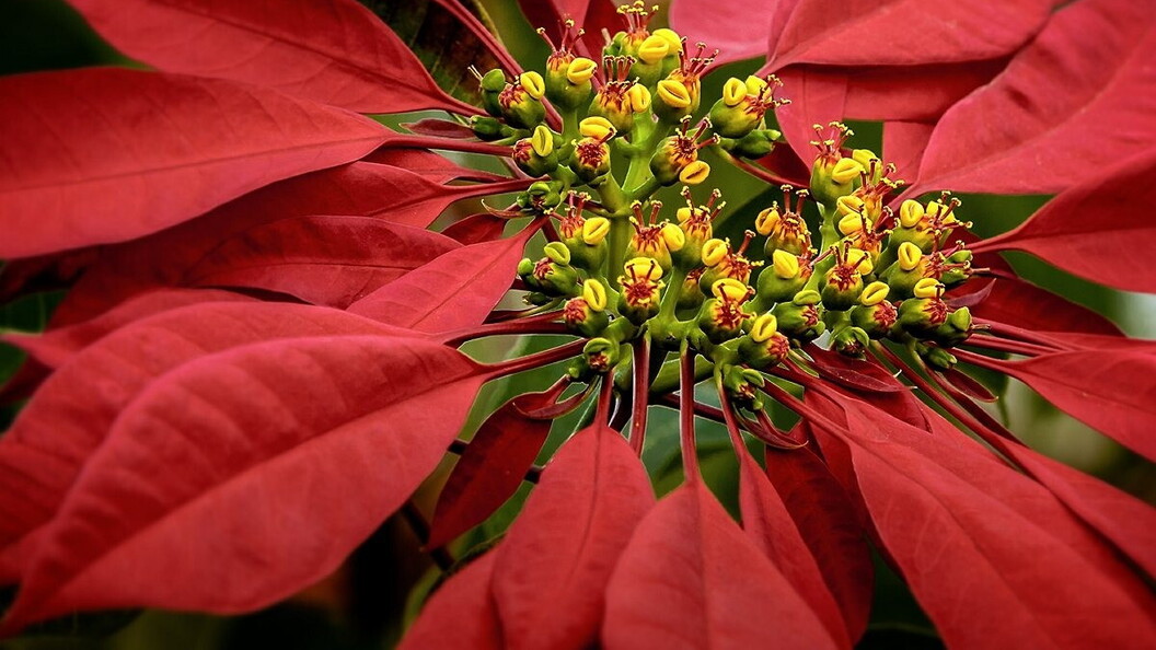 Greenhouse where Poinsettia plants are grown.
