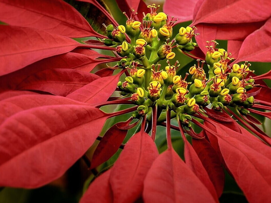 Greenhouse where Poinsettia plants are grown.