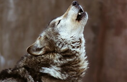 Sometimes they come back...