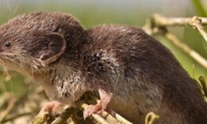 Etruscan shrews, ferocity in miniature