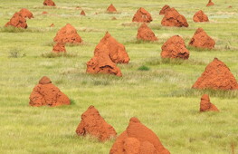 Animal architecture, both elegance and precision