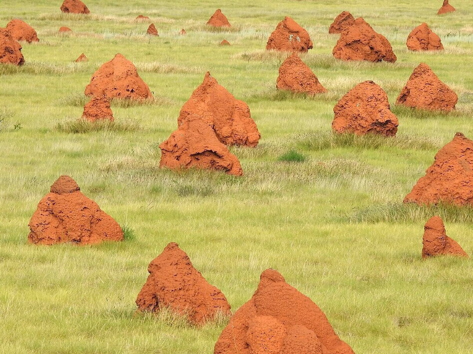 Animal architecture, both elegance and precision