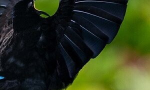 It takes two to tango: dance and love in the animal kingdom