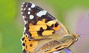 A buzz for biodiversity