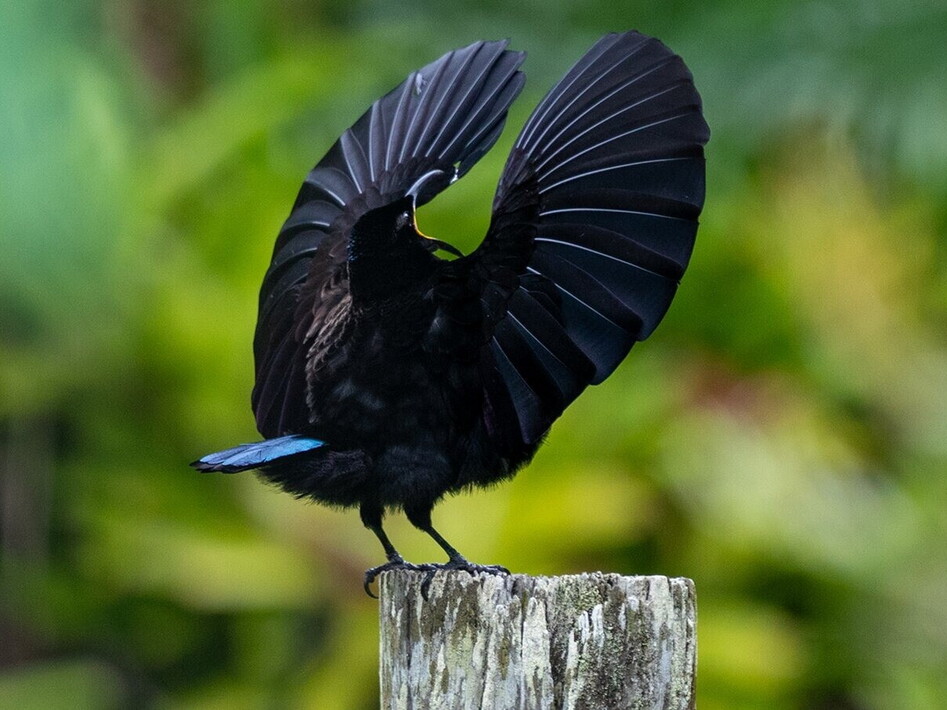 It takes two to tango: dance and love in the animal kingdom 