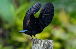 It takes two to tango: dance and love in the animal kingdom