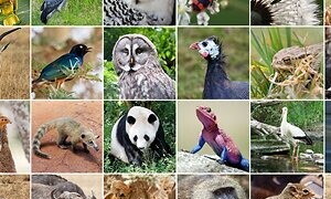 International Day for Biological Diversity 2023
