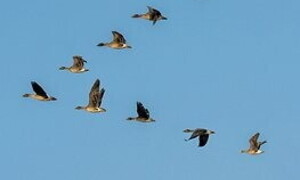 Birds' long journeys and climate change