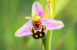 Who is behind that flower?