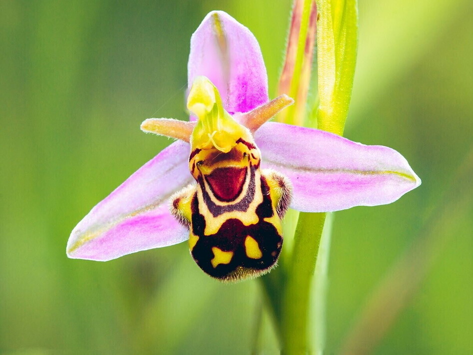 Who is behind that flower?