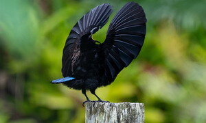 It takes two to tango: dance and love in the animal kingdom 