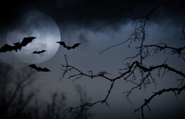 Bats are the lords of darkness