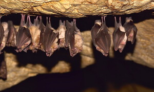 Bat curiosities