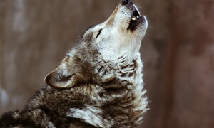  Sometimes they come back... 