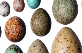 The Easter egg tradition and other interesting facts