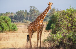 Il segreto delle zampe lunghe della giraffa