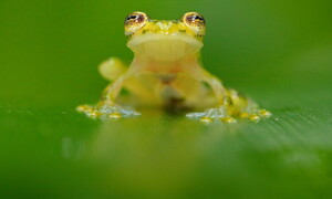 Rane di vetro: salviamo questo capolavoro della natura dall'estinzione