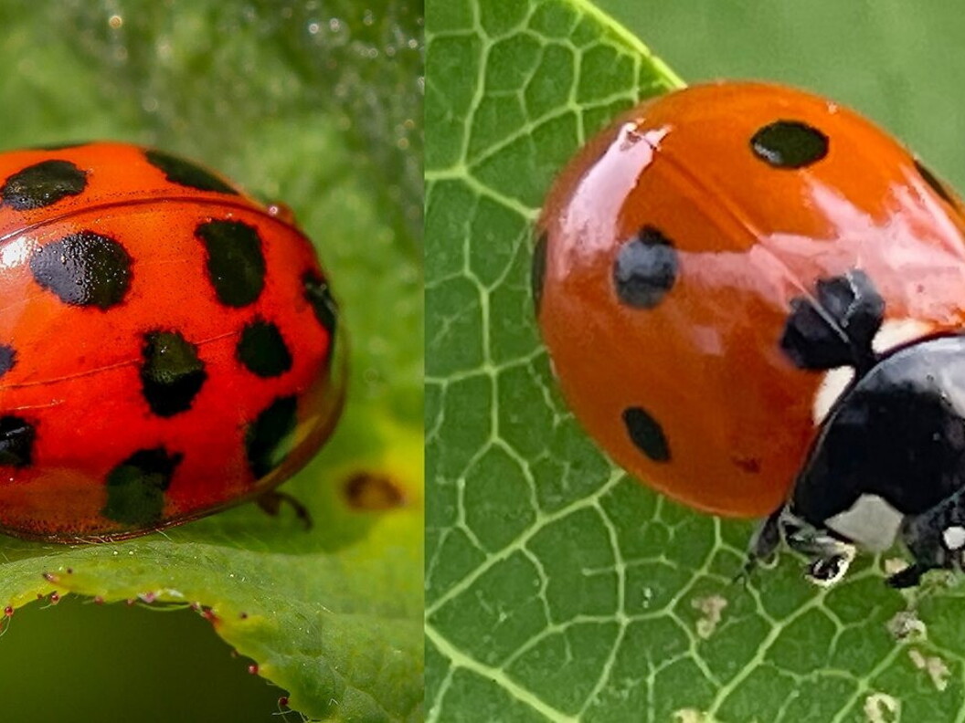 Ladybirds