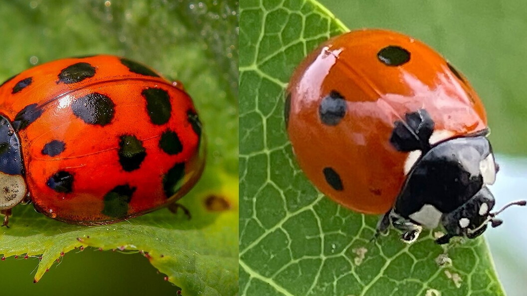 Ladybirds