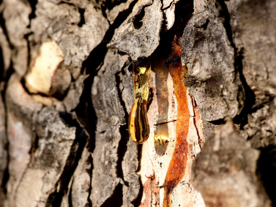 L’antenato del chewing gum