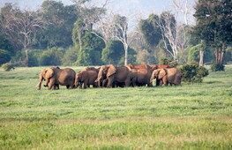 Altro che paura per i topi!