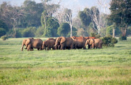 Forget mice – it’s bees that scare elephants!