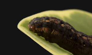 Piante chiacchierone1