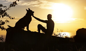 The connection between humans and dogs