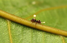 Cordyceps: il parassita zombie. The last of us, una previsione del futuro?