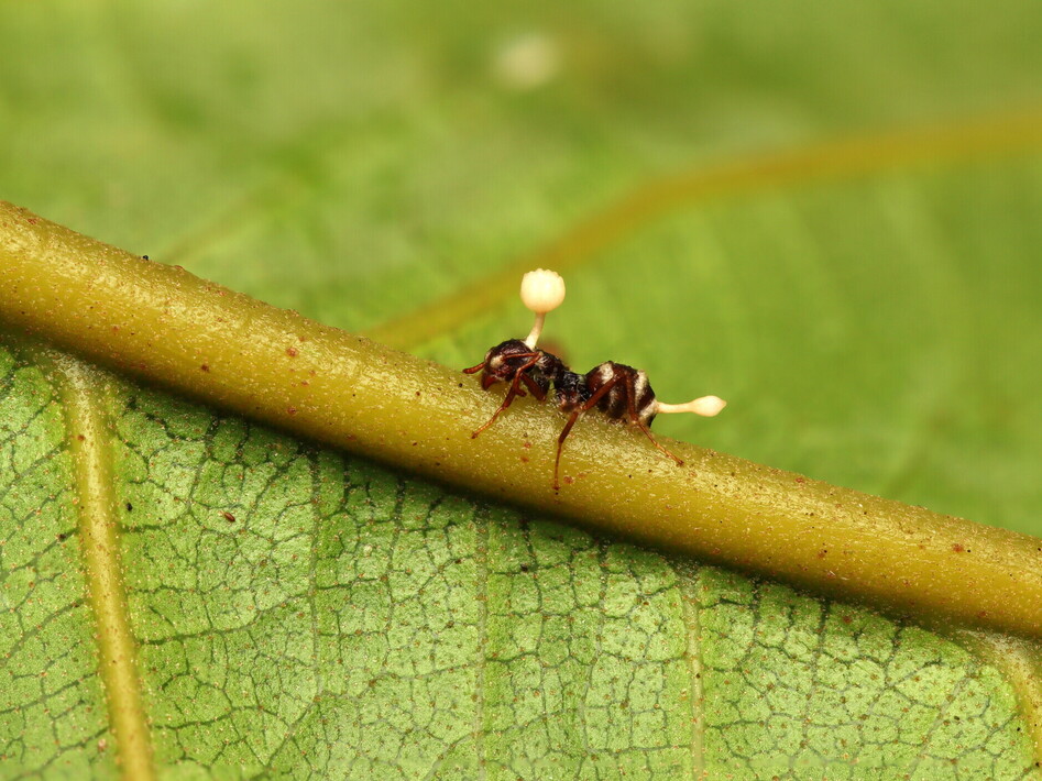 Cordyceps: il parassita zombie.