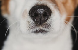 Dog-tor, un naso per le malattie…