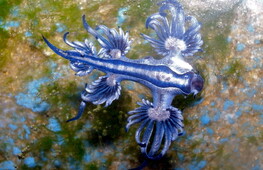 Blue Dragons: beautiful yet dangerous creatures invading the coasts
