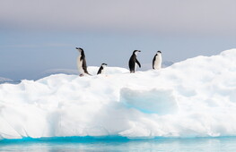 Penguins help form clouds in Antarctica: a surprising discovery