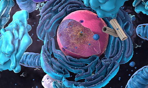 Il nucleo della cellula
