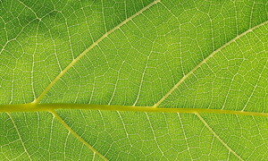 Respirazione cellulare e fotosintesi