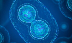 Mitosi e citodieresi