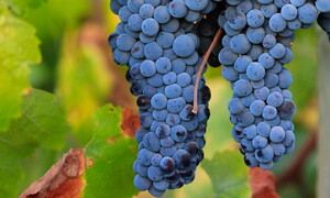 Fermentazione alcolica e lattica