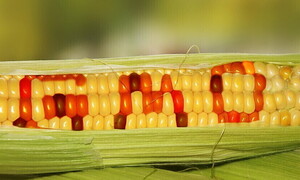 OGM: organismi geneticamente modificati