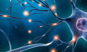 L’impulso nervoso e la sua trasmissione