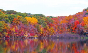 Il bioma foresta temperata