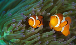 Ecosistema delle barriere coralline