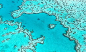 Barriere coralline da salvare