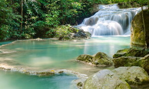 Il bioma foresta tropicale