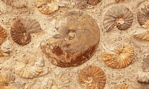 Evoluzione e selezione naturale