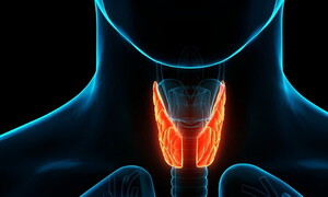 Il sistema endocrino