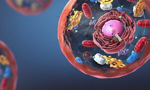 Biochimica. La respirazione cellulare aerobica