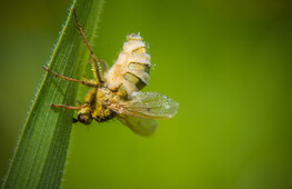 The zombie fly invasion