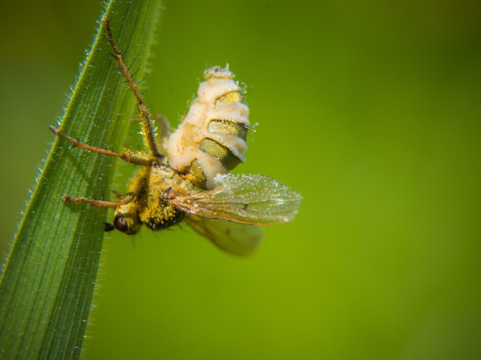 L'invasione delle mosche zombie